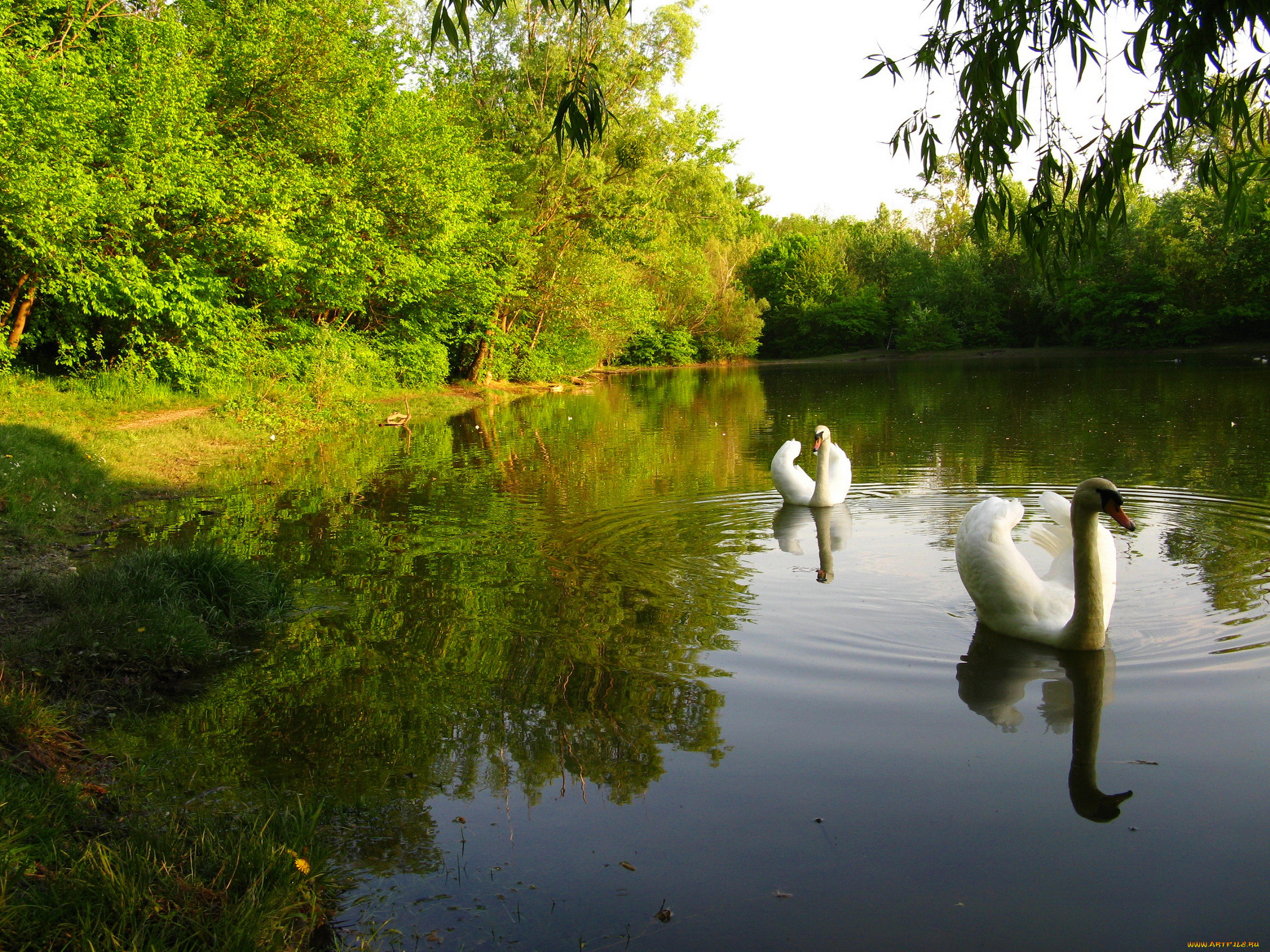 Живая природа города. Озеро Лебединое Сосновский район. Озеро с лебедями Тирасполь. Лебединое озеро Рязань. Лебеди на озере.